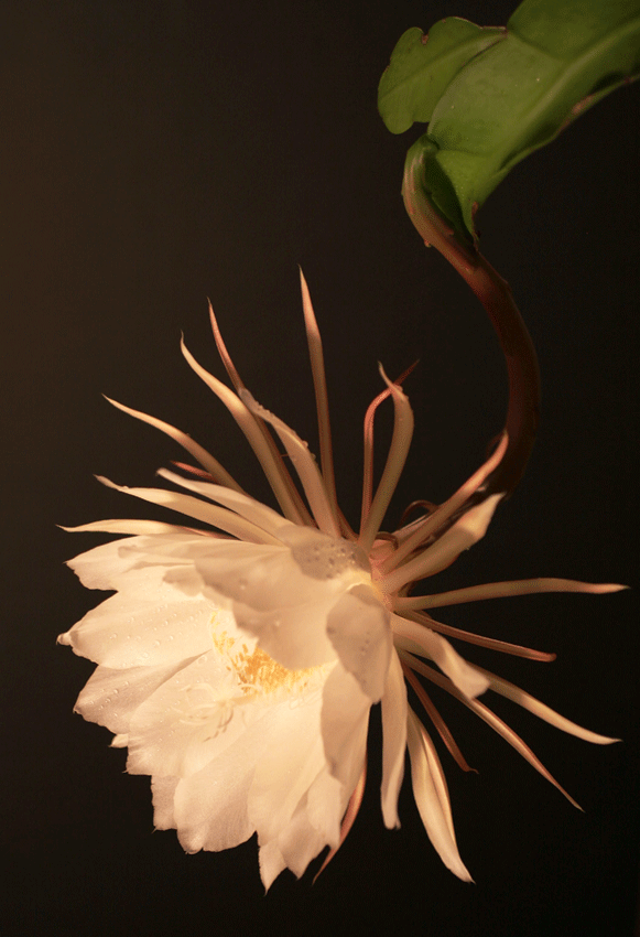 Cereus full bloom